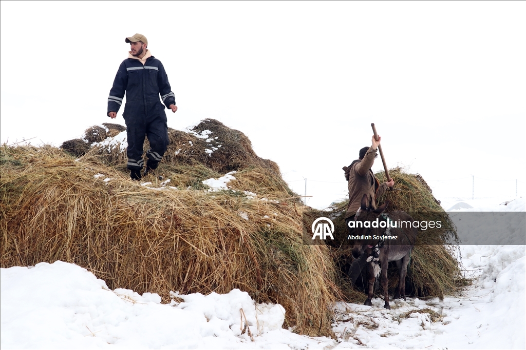 Li Agiriyê jiyana zivistanê ya dijwar û bedewiya siruştî bala wênekêşan dikişîne