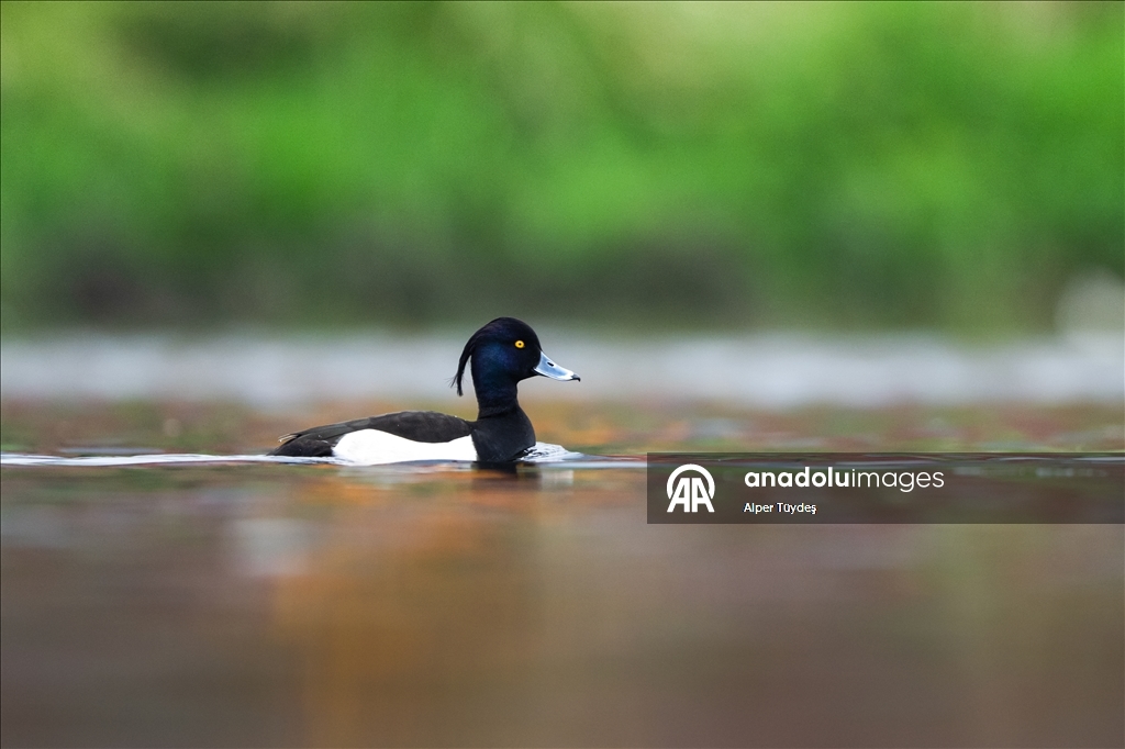 Kocaeli’de su kuşları kışı geçirmek için körfez çevresinde toplandı