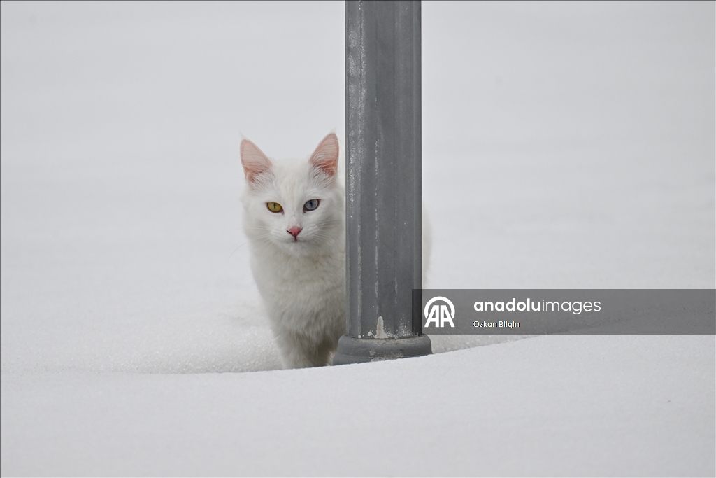 Li Wanê armanc zêdekirina têjikên pişîkên Wanê yên cins e