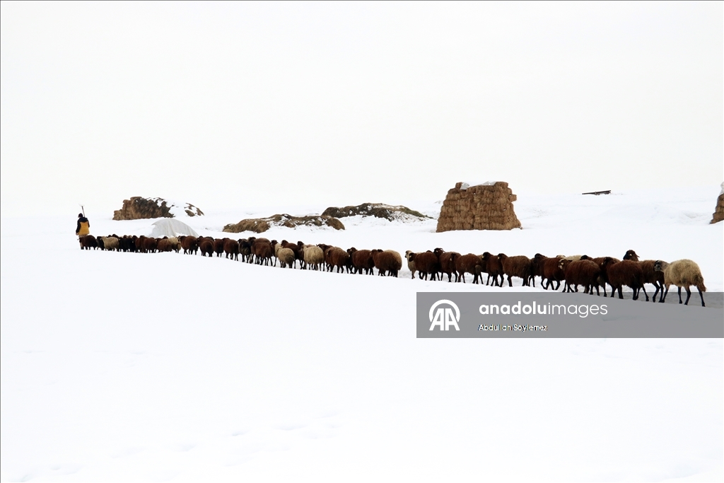 Li Agiriyê jiyana zivistanê ya dijwar û bedewiya siruştî bala wênekêşan dikişîne