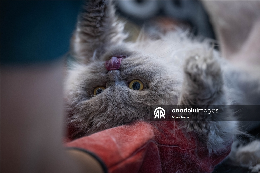 Pet kuaför ve bakım merkezinin sevimli müşterileri