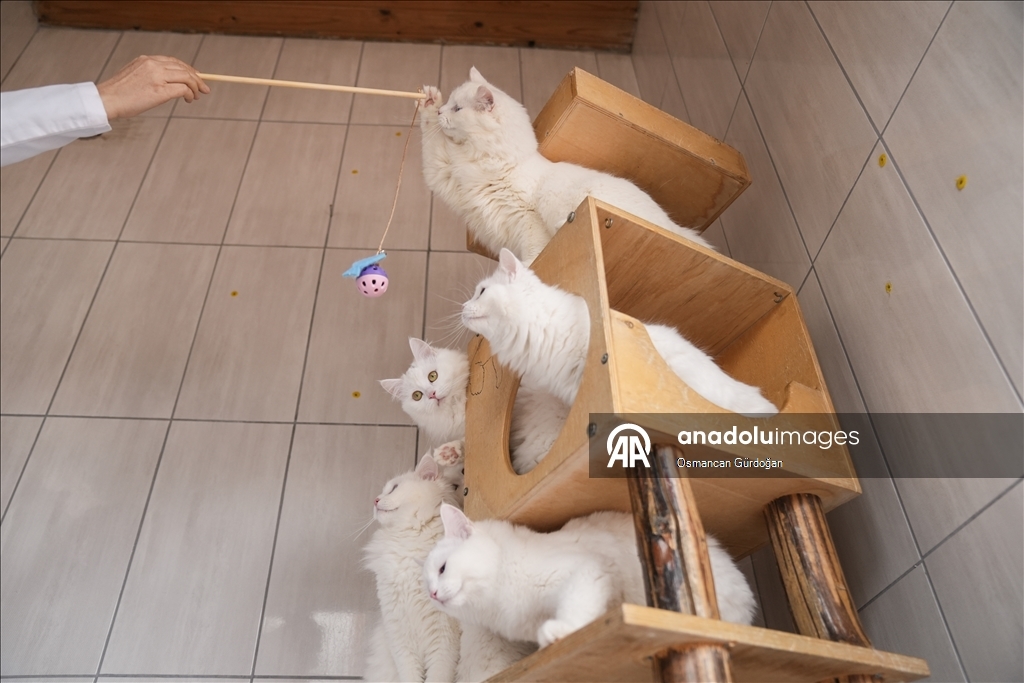 Nesli risk altındaki Ankara kedileri kendilerine özel kedi evinde korunuyor