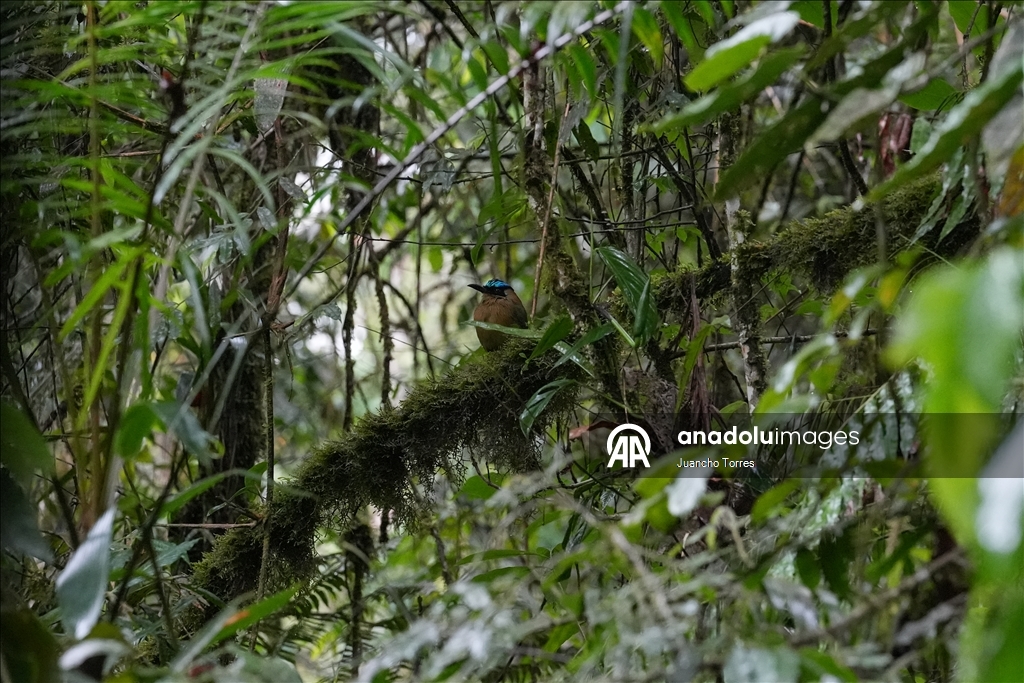 Uluslararası Kolombiya Kuş Fuarı