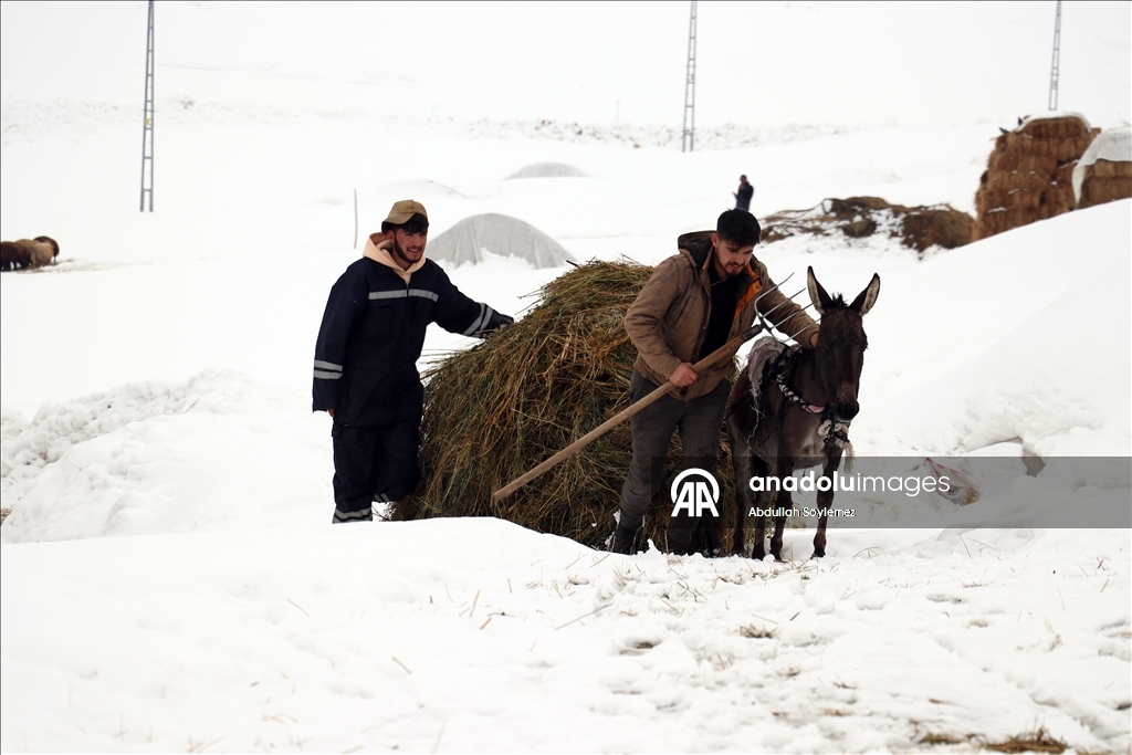 Li Agiriyê jiyana zivistanê ya dijwar û bedewiya siruştî bala wênekêşan dikişîne