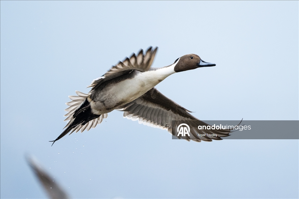 Kocaeli’de su kuşları kışı geçirmek için körfez çevresinde toplandı