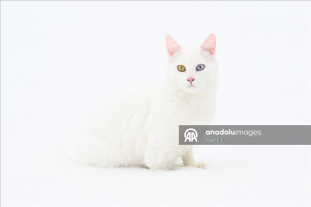 Li Wanê armanc zêdekirina têjikên pişîkên Wanê yên cins e