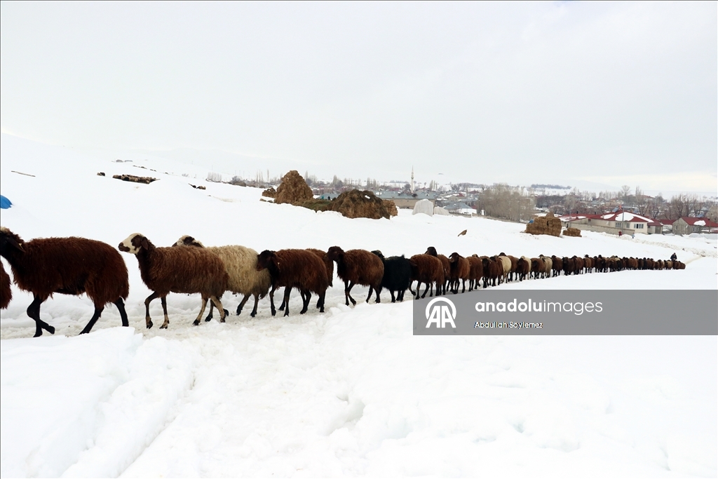 Li Agiriyê jiyana zivistanê ya dijwar û bedewiya siruştî bala wênekêşan dikişîne