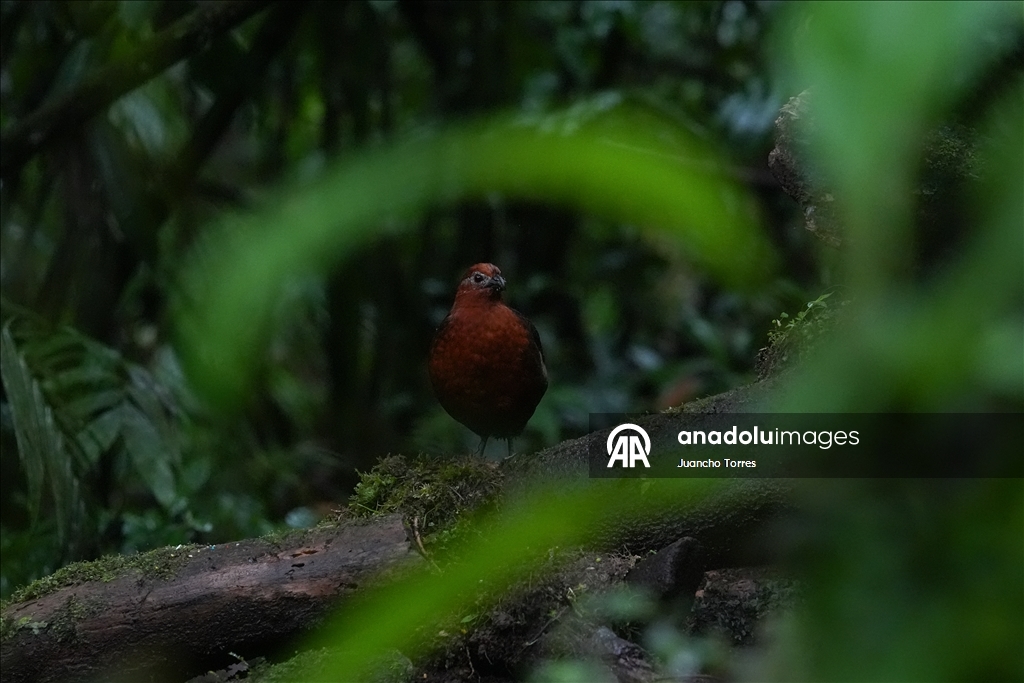 В Колумбии прошла Международная выставка птиц