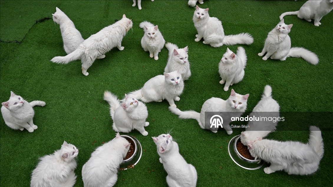 Van'da hedef orijinal Van kedisi yavru sayısını artırmak