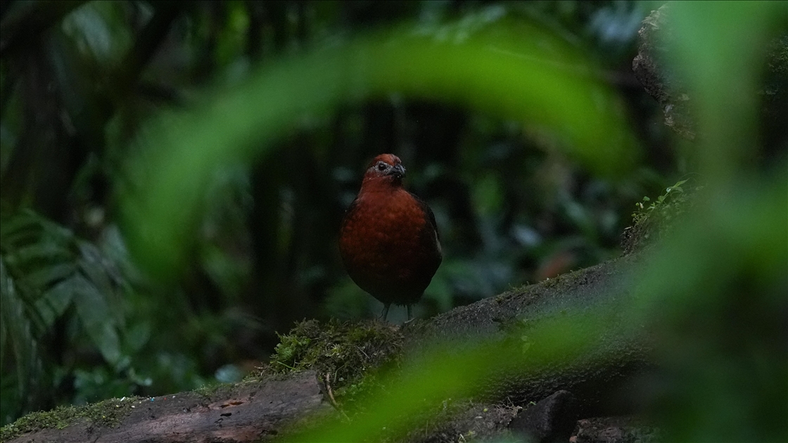 Uluslararası Kolombiya Kuş Fuarı