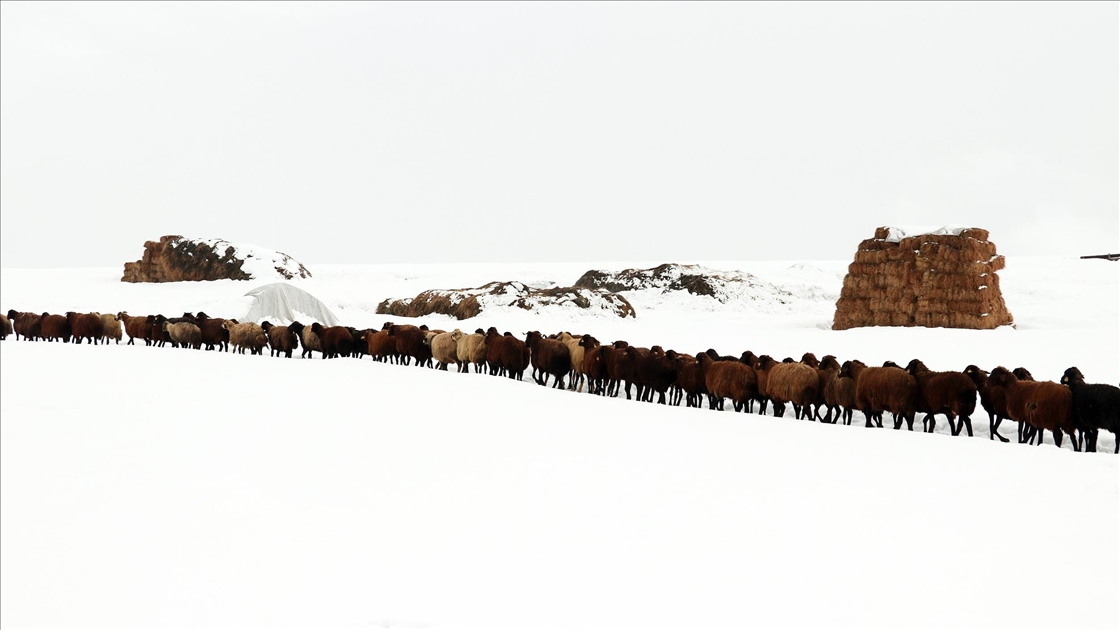 Ağrı'nın zorlu kış yaşamı ve doğal güzellikleri fotoğrafçıların rotasında