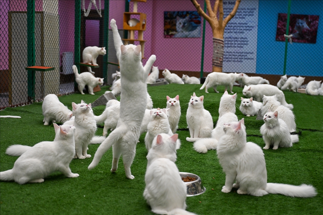 Li Wanê armanc zêdekirina têjikên pişîkên Wanê yên cins e