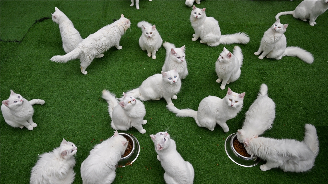 Van'da hedef orijinal Van kedisi yavru sayısını artırmak