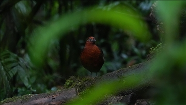 Uluslararası Kolombiya Kuş Fuarı