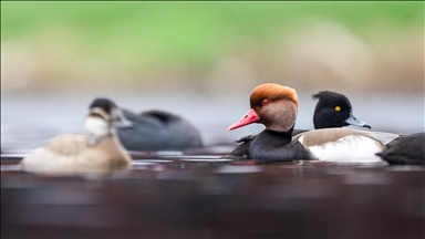 Kocaeli’de su kuşları kışı geçirmek için körfez çevresinde toplandı