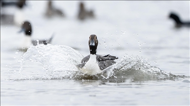 Kocaeli’de su kuşları kışı geçirmek için körfez çevresinde toplandı
