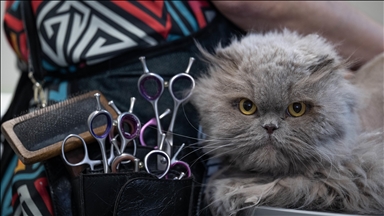 Pet kuaför ve bakım merkezinin sevimli müşterileri