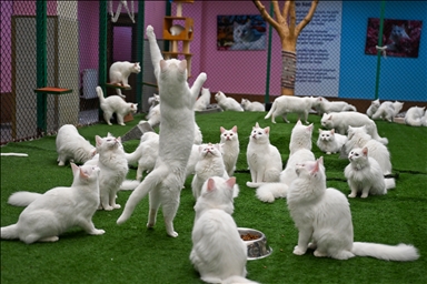 Li Wanê armanc zêdekirina têjikên pişîkên Wanê yên cins e