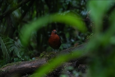 В Колумбии прошла Международная выставка птиц