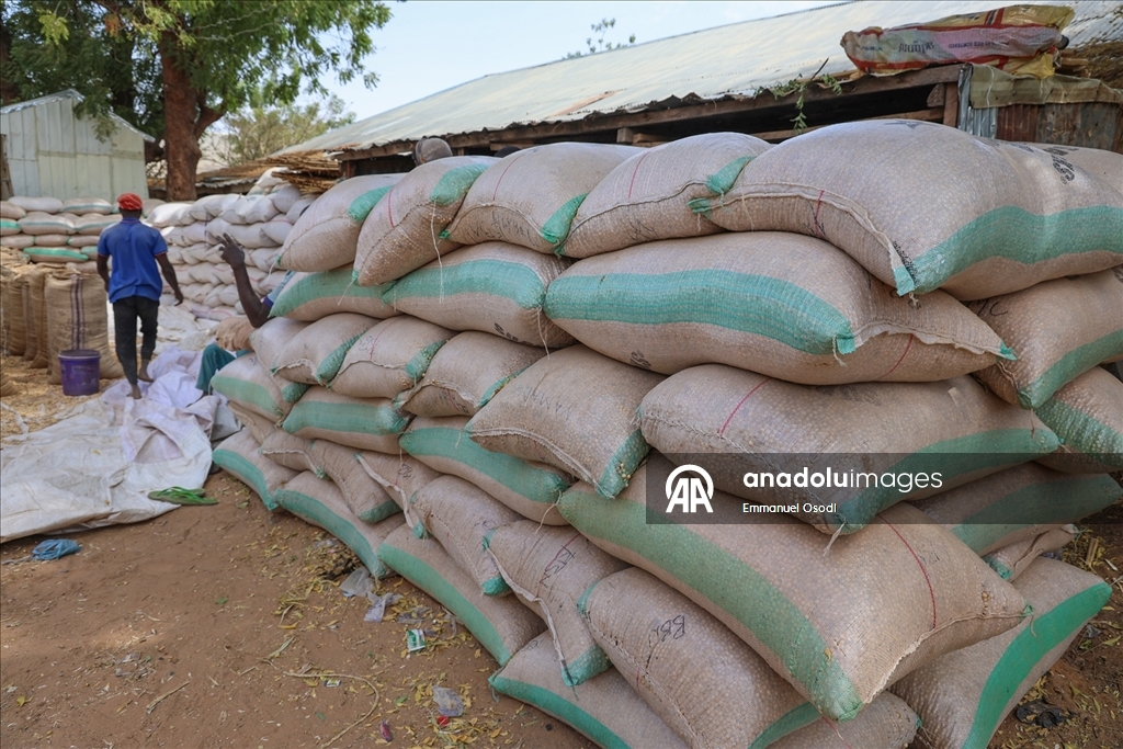 Nijerya'nın kuzeybatısında tahıl ticaretinin kalbi: Argungu pazarı