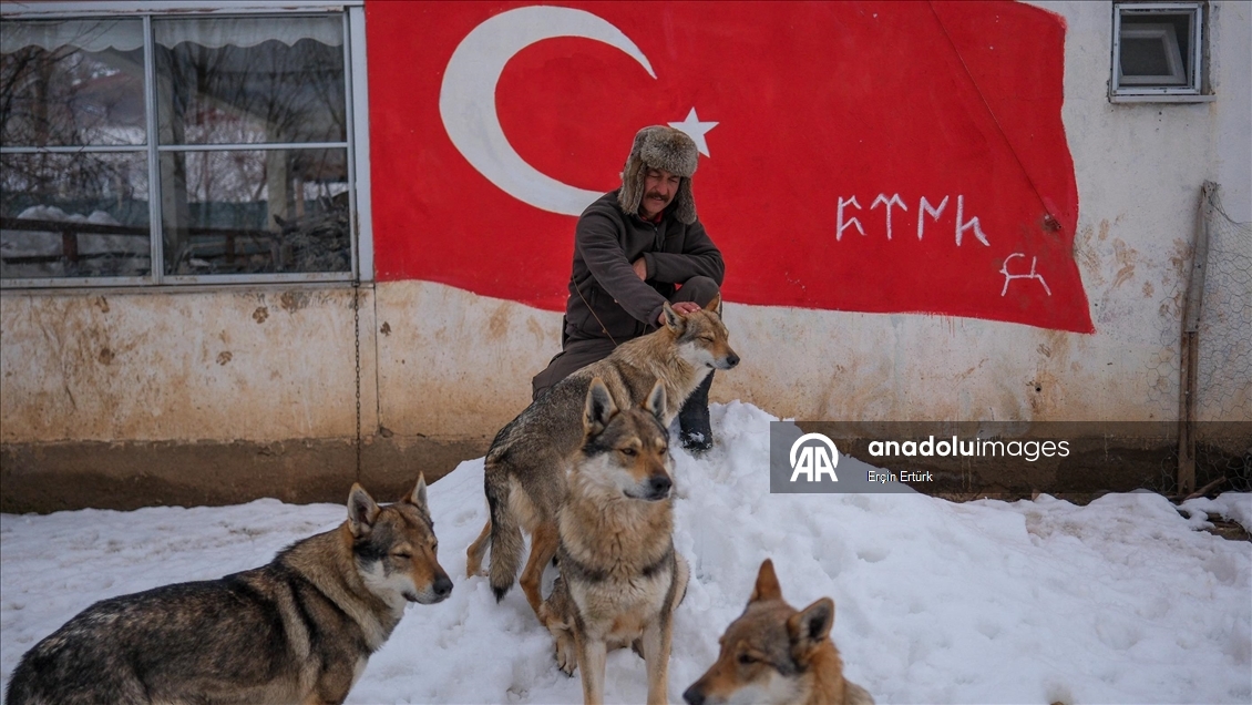 Sivas'ın bozkırında hayatını adadığı kurt köpekleri ve yırtıcı kuşlarıyla yaşıyor