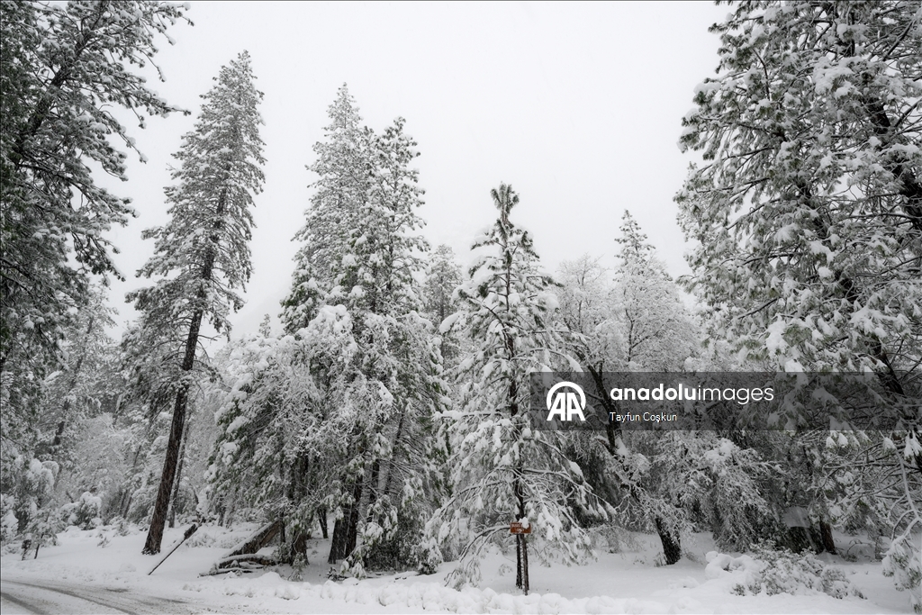 В национальном парке «Йосемити» в США наблюдается обильный снегопад