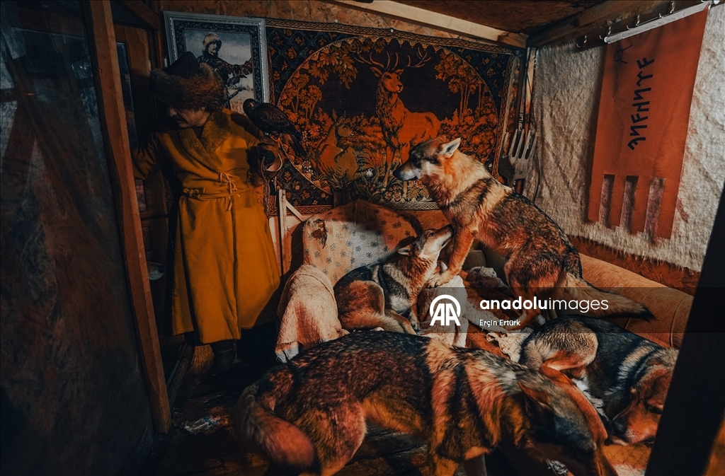 Sivas'ın bozkırında hayatını adadığı kurt köpekleri ve yırtıcı kuşlarıyla yaşıyor