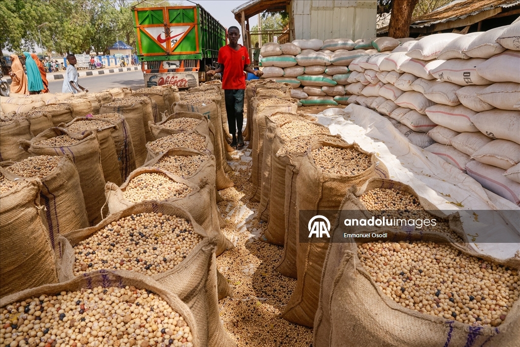 Nijerya'nın kuzeybatısında tahıl ticaretinin kalbi: Argungu pazarı