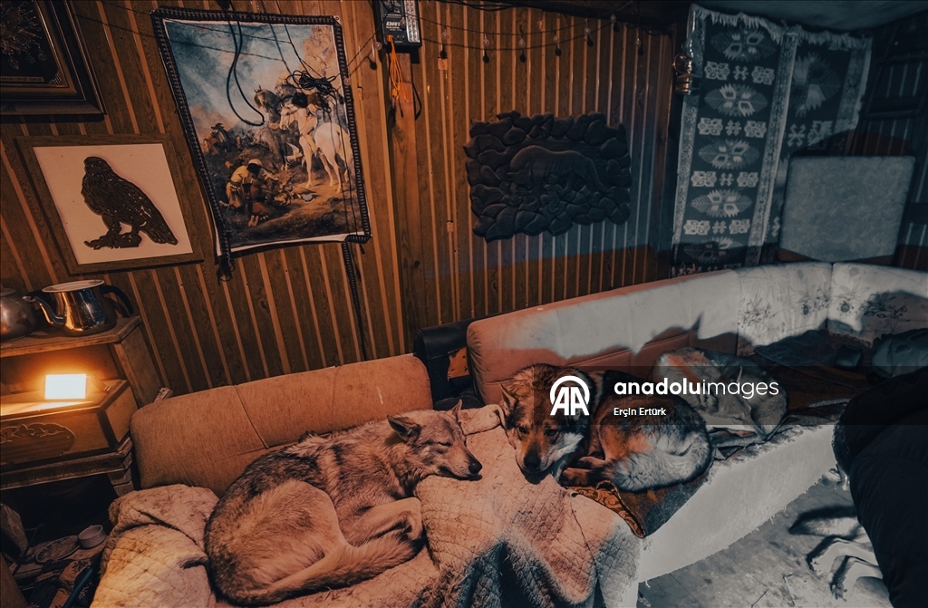 Sivas'ın bozkırında hayatını adadığı kurt köpekleri ve yırtıcı kuşlarıyla yaşıyor