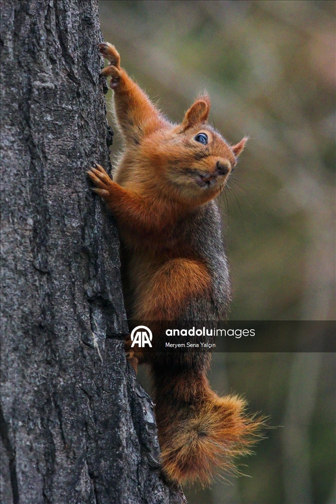 Милые обитатели парка Сегменлер в Анкаре 