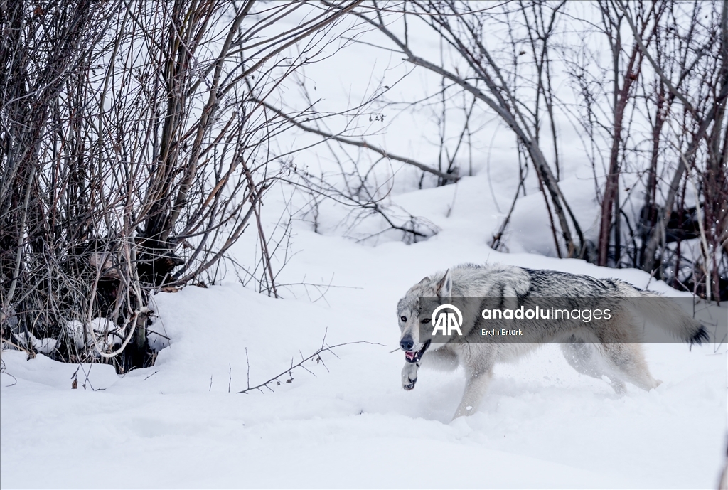 Sivas'ın bozkırında hayatını adadığı kurt köpekleri ve yırtıcı kuşlarıyla yaşıyor