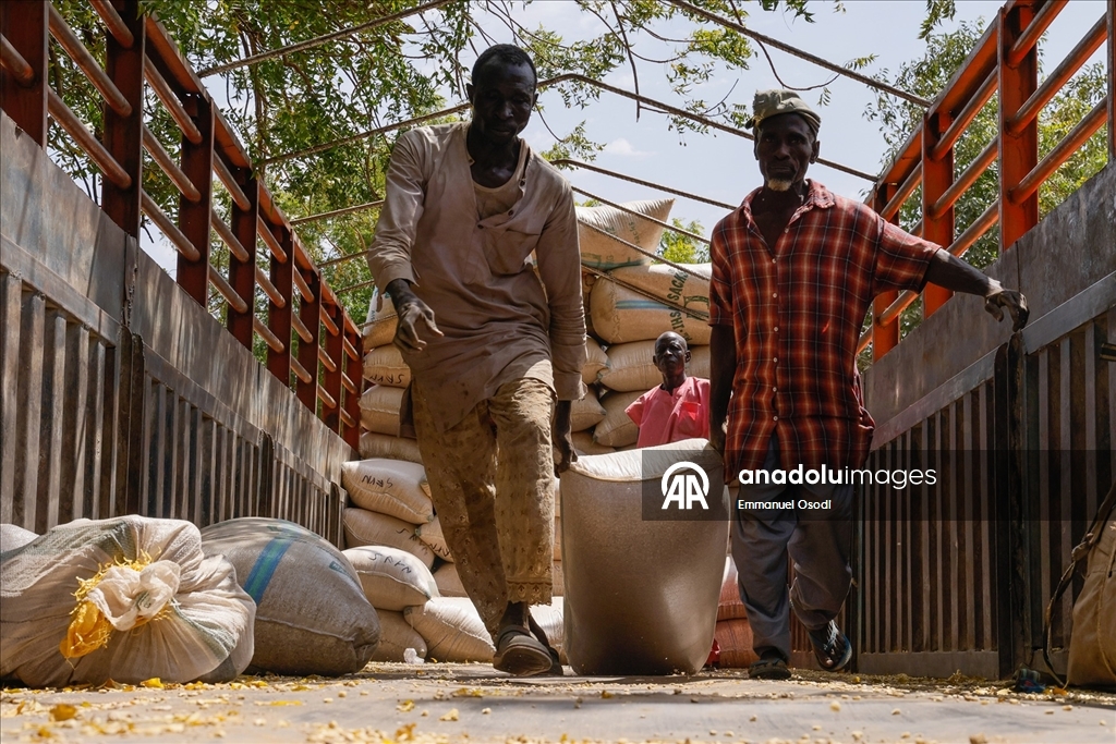 Nijerya'nın kuzeybatısında tahıl ticaretinin kalbi: Argungu pazarı