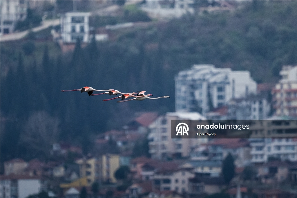 Фламинго заметили у берегов залива турецкого Коджаэли