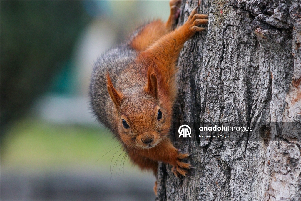 Милые обитатели парка Сегменлер в Анкаре 