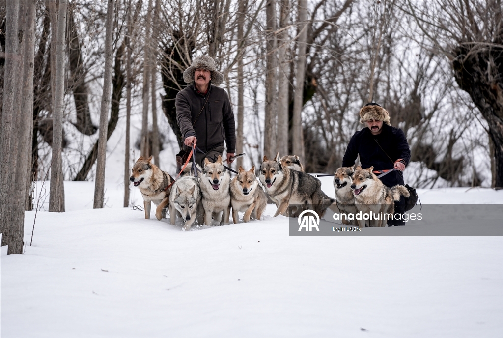 Sivas'ın bozkırında hayatını adadığı kurt köpekleri ve yırtıcı kuşlarıyla yaşıyor