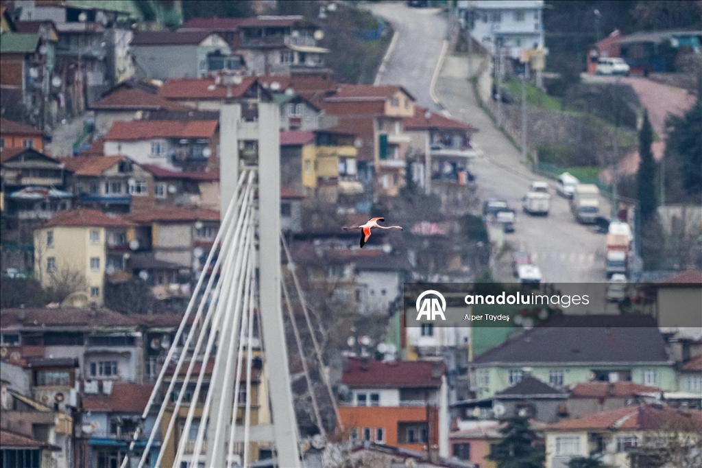 Фламинго заметили у берегов залива турецкого Коджаэли