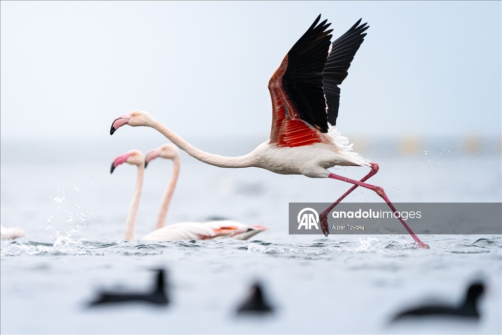 Фламинго заметили у берегов залива турецкого Коджаэли