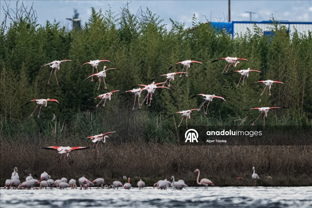 Фламинго заметили у берегов залива турецкого Коджаэли