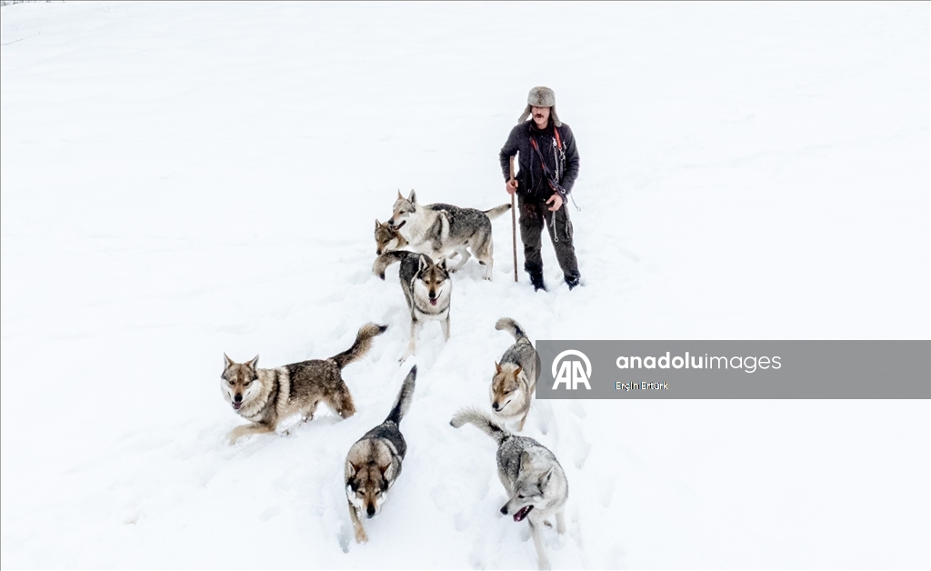 Sivas'ın bozkırında hayatını adadığı kurt köpekleri ve yırtıcı kuşlarıyla yaşıyor