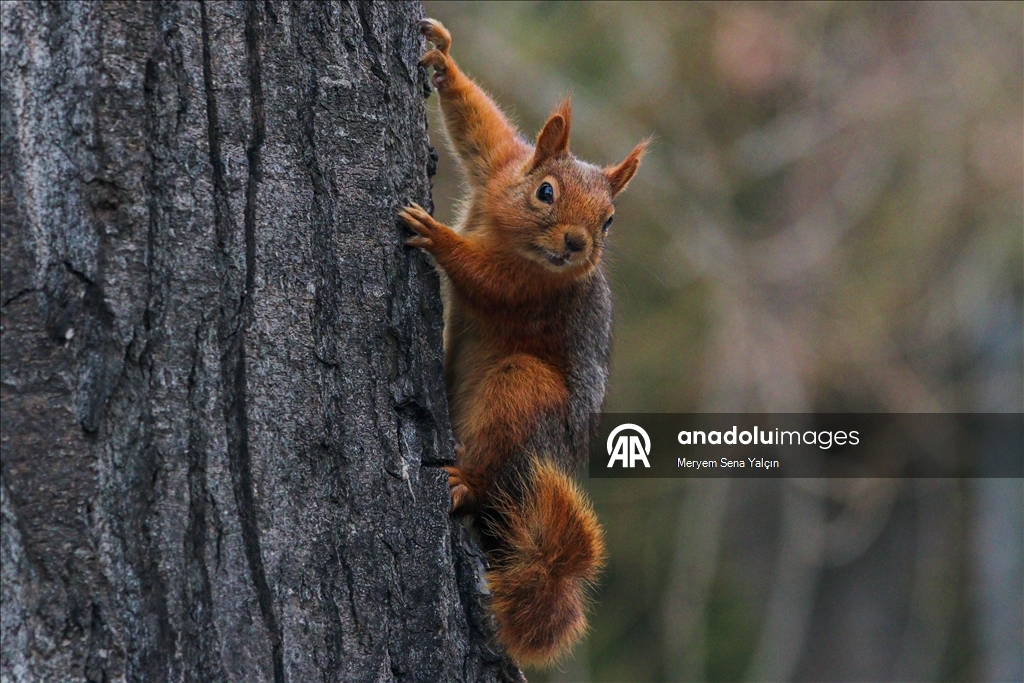 Милые обитатели парка Сегменлер в Анкаре 