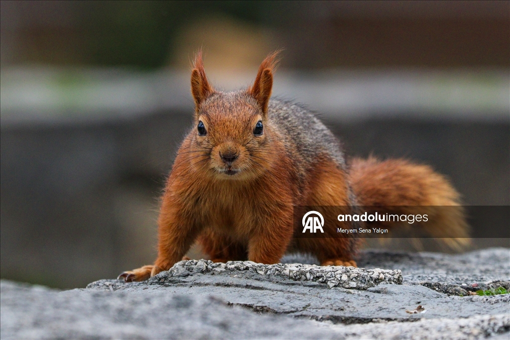 Милые обитатели парка Сегменлер в Анкаре 