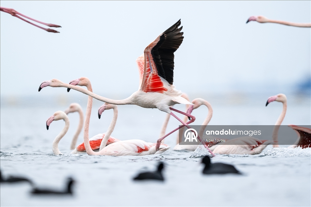 Фламинго заметили у берегов залива турецкого Коджаэли