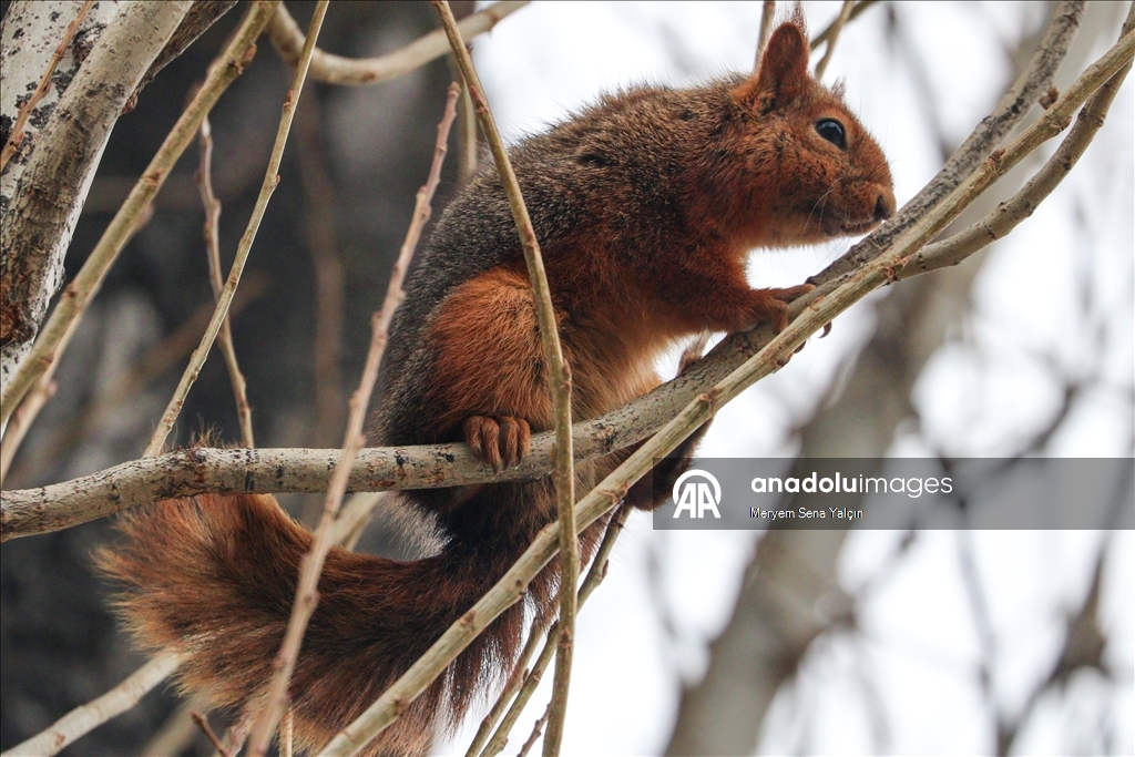 Милые обитатели парка Сегменлер в Анкаре 