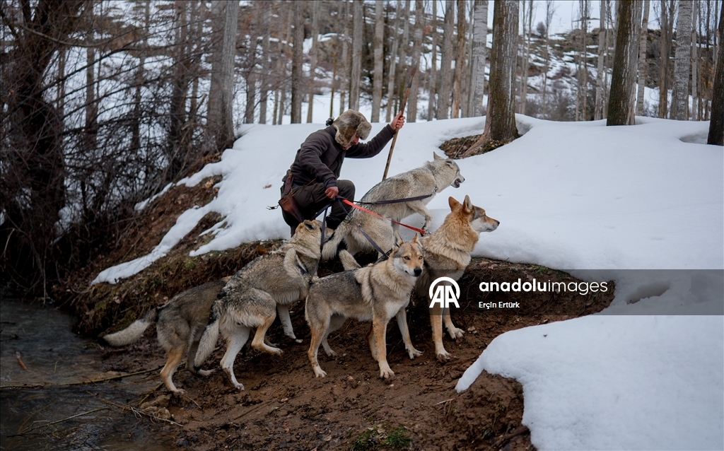 Sivas'ın bozkırında hayatını adadığı kurt köpekleri ve yırtıcı kuşlarıyla yaşıyor