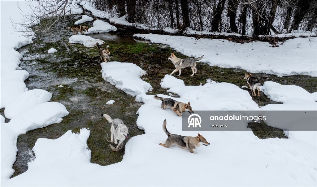 Sivas'ın bozkırında hayatını adadığı kurt köpekleri ve yırtıcı kuşlarıyla yaşıyor