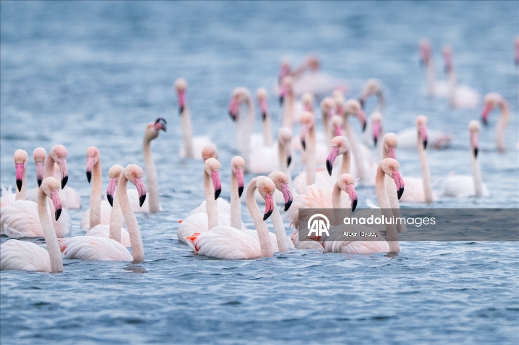 Фламинго заметили у берегов залива турецкого Коджаэли