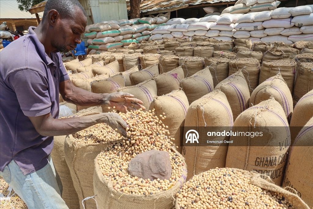 Nijerya'nın kuzeybatısında tahıl ticaretinin kalbi: Argungu pazarı