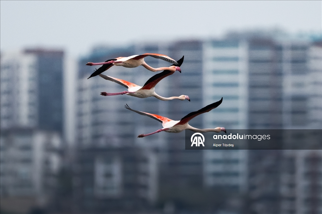 Фламинго заметили у берегов залива турецкого Коджаэли