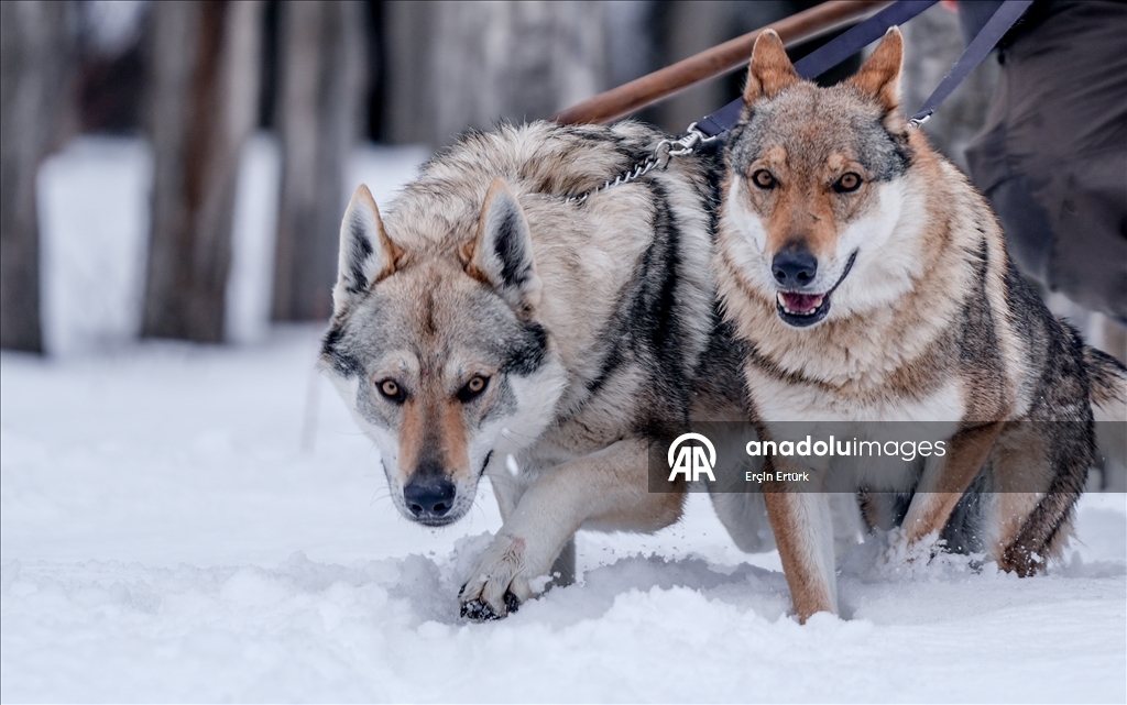 Sivas'ın bozkırında hayatını adadığı kurt köpekleri ve yırtıcı kuşlarıyla yaşıyor