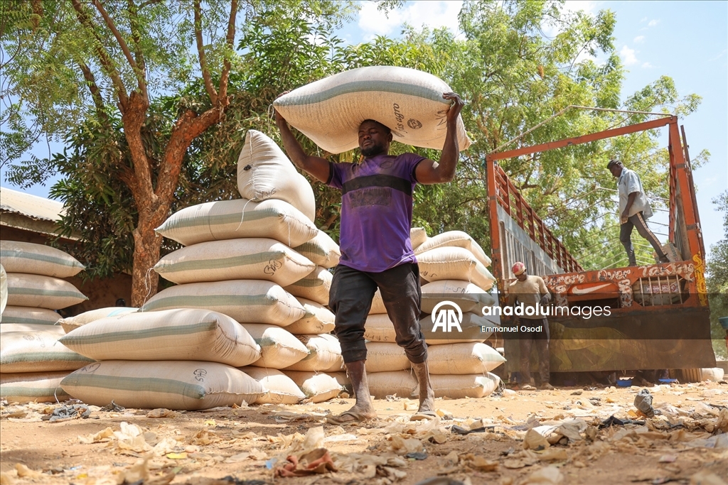 Nijerya'nın kuzeybatısında tahıl ticaretinin kalbi: Argungu pazarı
